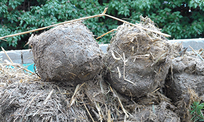 Real elephant poop blobs