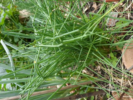 Chives, just cut