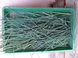 Chives, just cut
