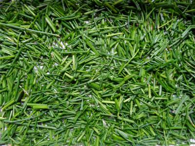 Freshly harvested chives — joy from the garden