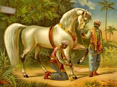 Get Crap from Arab Horse for Aromatic Object Lesson